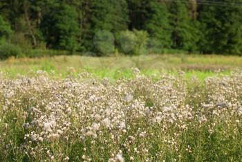 Royalty Free Photo of a Field of Plants