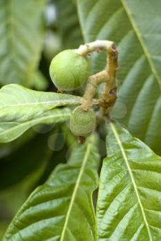 Royalty Free Photo of a Loquat Plant