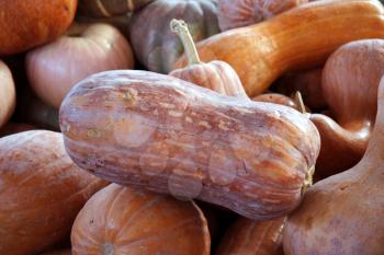 Royalty Free Photo of a Pile of Squash