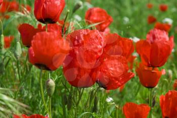 Royalty Free Photo of a Field of Poppies