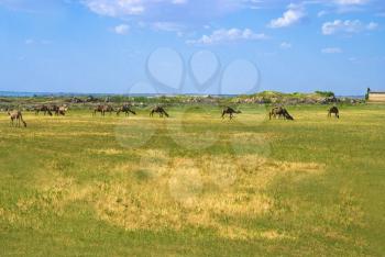 Royalty Free Photo of Camels in Turkmenistan
