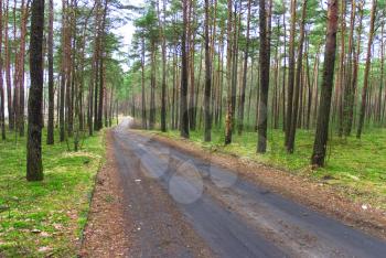 Royalty Free Photo of a Road Through a Forest