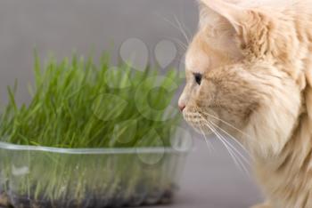 Royalty Free Photo of a Cat Near Grass