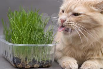 Royalty Free Photo of a Cat Beside Grass