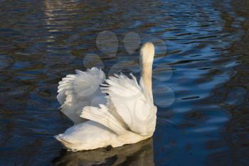 Royalty Free Photo of a Swan 