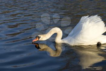 Royalty Free Photo of a Swan 