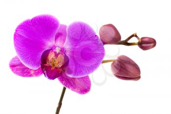 Royalty Free Photo of an Orchid