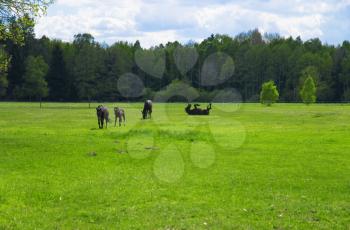 Royalty Free Photo of Horses in a Field