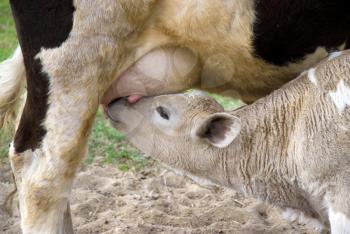 Royalty Free Photo of a Baby Calf Being Fed