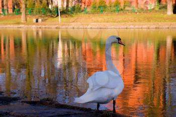 Royalty Free Photo of a Swan