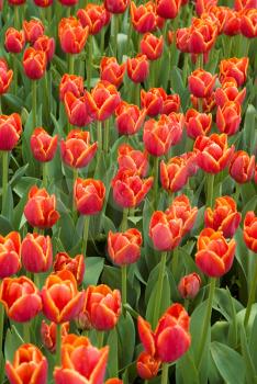 Royalty Free Photo of Tulips
