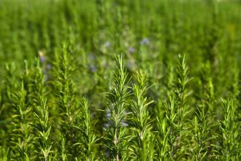 Royalty Free Photo of a Field of Plants
