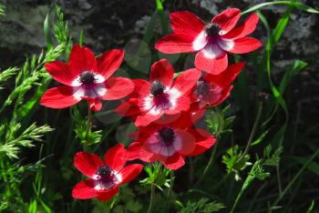 Royalty Free Photo of Poppies
