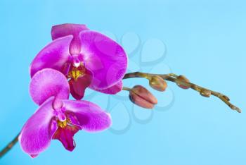 Royalty Free Photo of Orchis