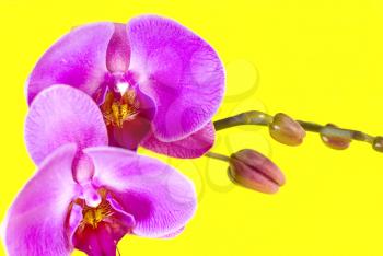 Royalty Free Photo of Orchids