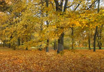 Royalty Free Photo of a Park in Autumn