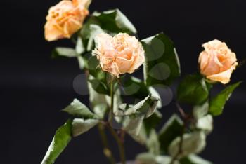Royalty Free Photo of Dead Roses