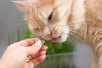 Royalty Free Photo of a Woman Feeding a Cat Grass