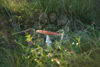 Royalty Free Photo of a Mushroom