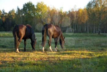 Royalty Free Photo of Horses Grazing
