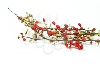 Royalty Free Photo of a Branch of Berries