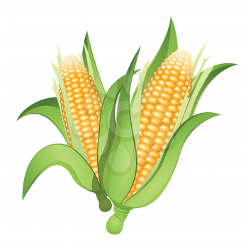 Royalty Free Clipart Image of Two Ears of Corn