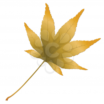 Royalty Free Clipart Image of a Japanese Maple Leaf