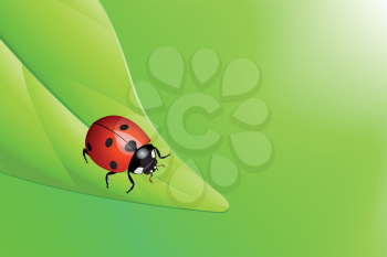 Vector illustration of a ladybug on a leaf