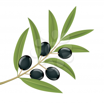 Royalty Free Clipart Image of Black Olives on a Branch
