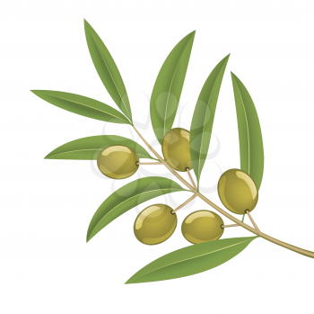 Royalty Free Clipart Image of Green Olives on a Branch