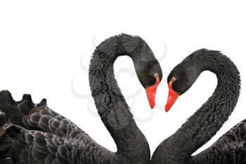 Black swans (Cygnus atratus) isolated on a white background