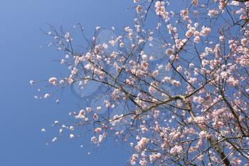 Beautiful tree in blossom, against a blue sky (horizontal)