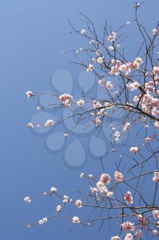 Beautiful tree in blossom, against a blue sky (vertical)