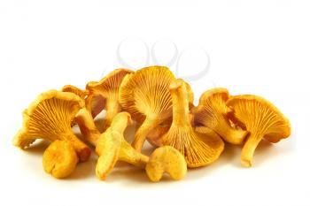 Chanterelles isolated on white, delicious mushroom
