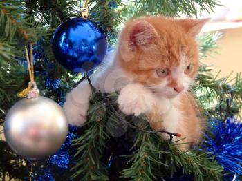 a small playing cat in the christmas tree.