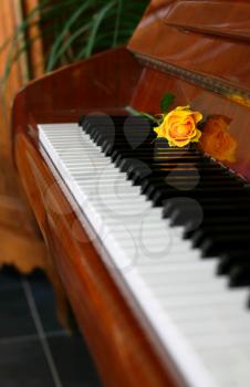 Yelow rose laying on the piano, focus on the rose