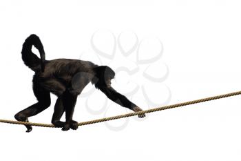 Colombian Spider Monkey, climbing on a rope, isolated on white