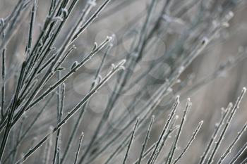 Branches with white frost in first winter morning light