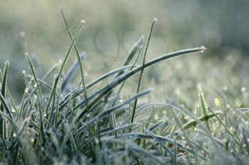 Grass with white frost in first morning light