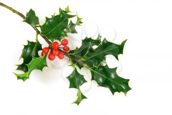 holly branch, over a white background