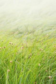 Grassy background with copy space