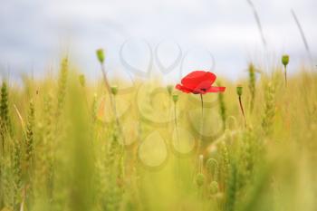Poppy in a wheatfield, swallow depth of field
