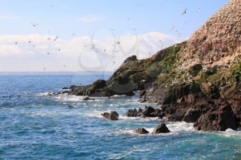 The Island with the Birds (the Rouzig island), part of Seven Islands, near Perros-Guirec in France, where resident gulls and gannet.