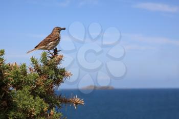 Tree Pipit (Anthus trivialis), little bird near the sea