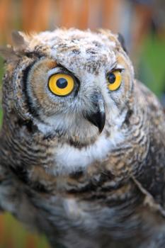 Portrait of owl with yellow eyes, soft focus