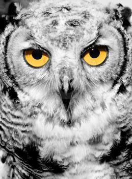 Portrait of owl with yellow eyes