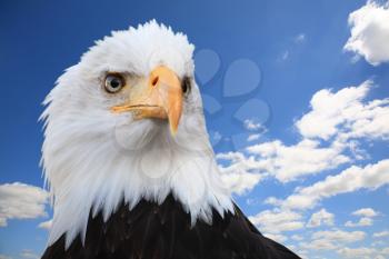 Bald eagle (Haliaeetus leucocephalus) against a blue sky, wide angle.