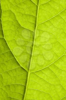 Macro of a leaf of avocado, showing his veins and texture