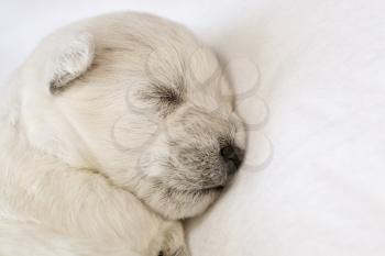 Adorable sleeping puppy