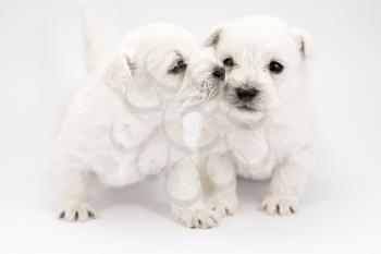 Adorable kissing puppies, only a few weeks old
